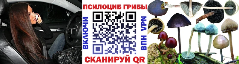где продают наркотики  Злынка  Псилоцибиновые грибы мицелий 